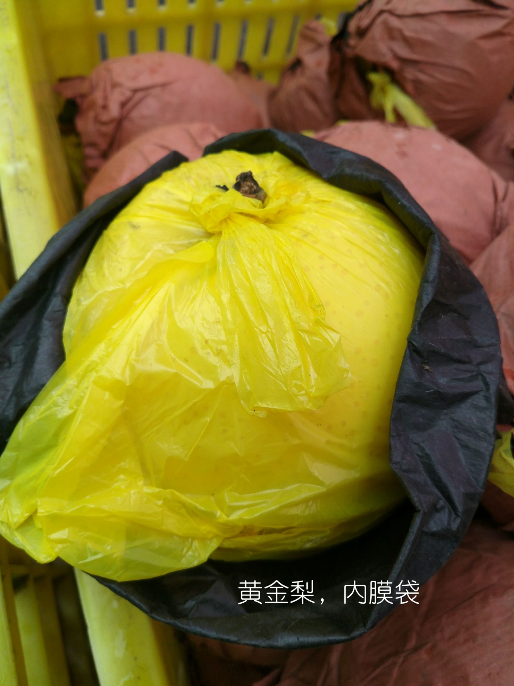 黄金梨 70mm以上 350-400g