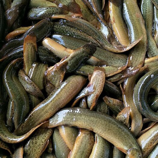 唐河县泥鳅  大量出售成品泥鳅各种规格需要的提前联系，价格便宜