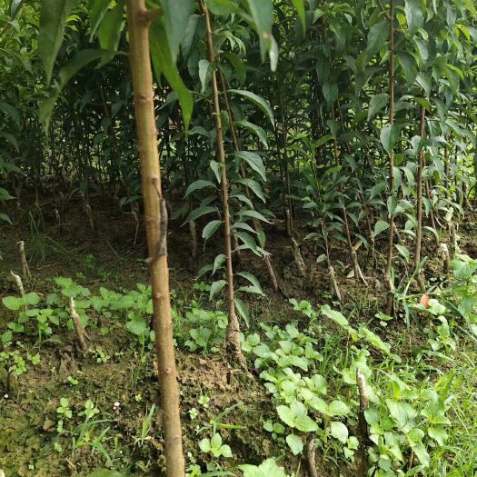 蜂糖李树苗  蜂糖李贵州大弄袍母树之乡原产地蜂糖李苗嫁接苗四