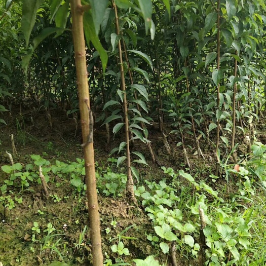 镇宁县蜂糖李树苗  蜂糖李贵州大弄袍母树之乡原产地蜂糖李苗嫁接苗四