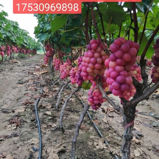 叶县 巨丰葡萄，大量上市，价格不高