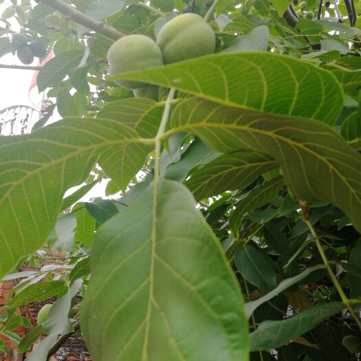 灵宝市青皮核桃