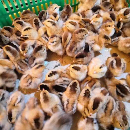 南宁土鸡苗 公