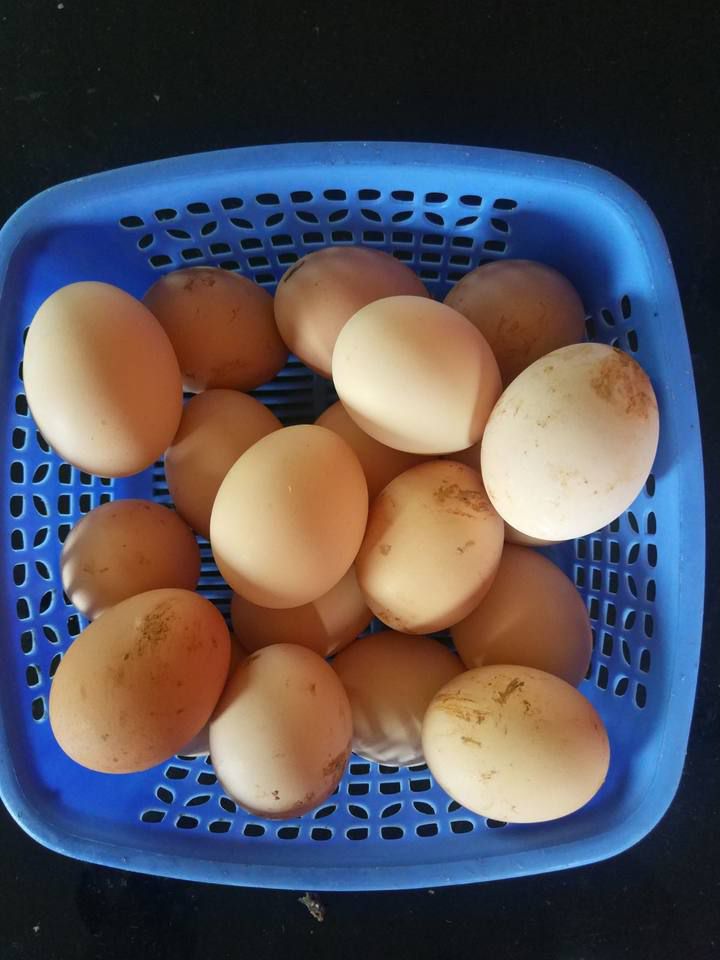  农家散养母鸡下的蛋新鲜山林放养土鸡蛋早枚包邮
