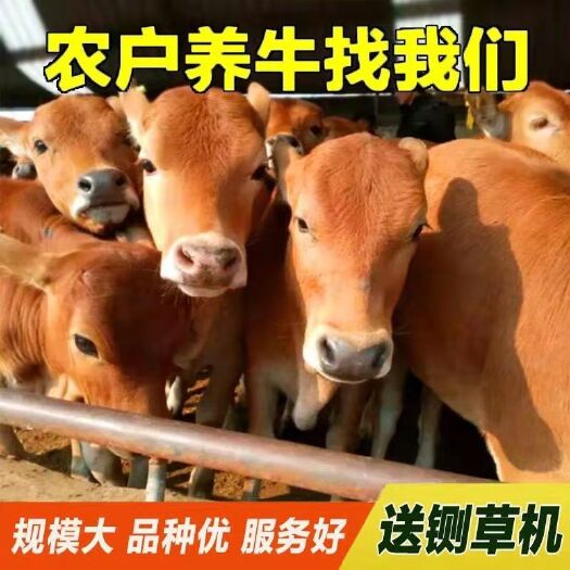 菏泽 改良黄牛  买十头送一头