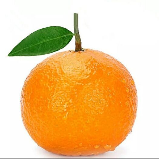 石门县蜜桔 大量供应柑橘
