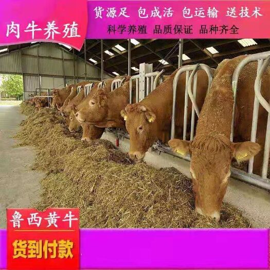 菏泽 改良肉牛犊 买十头送一头