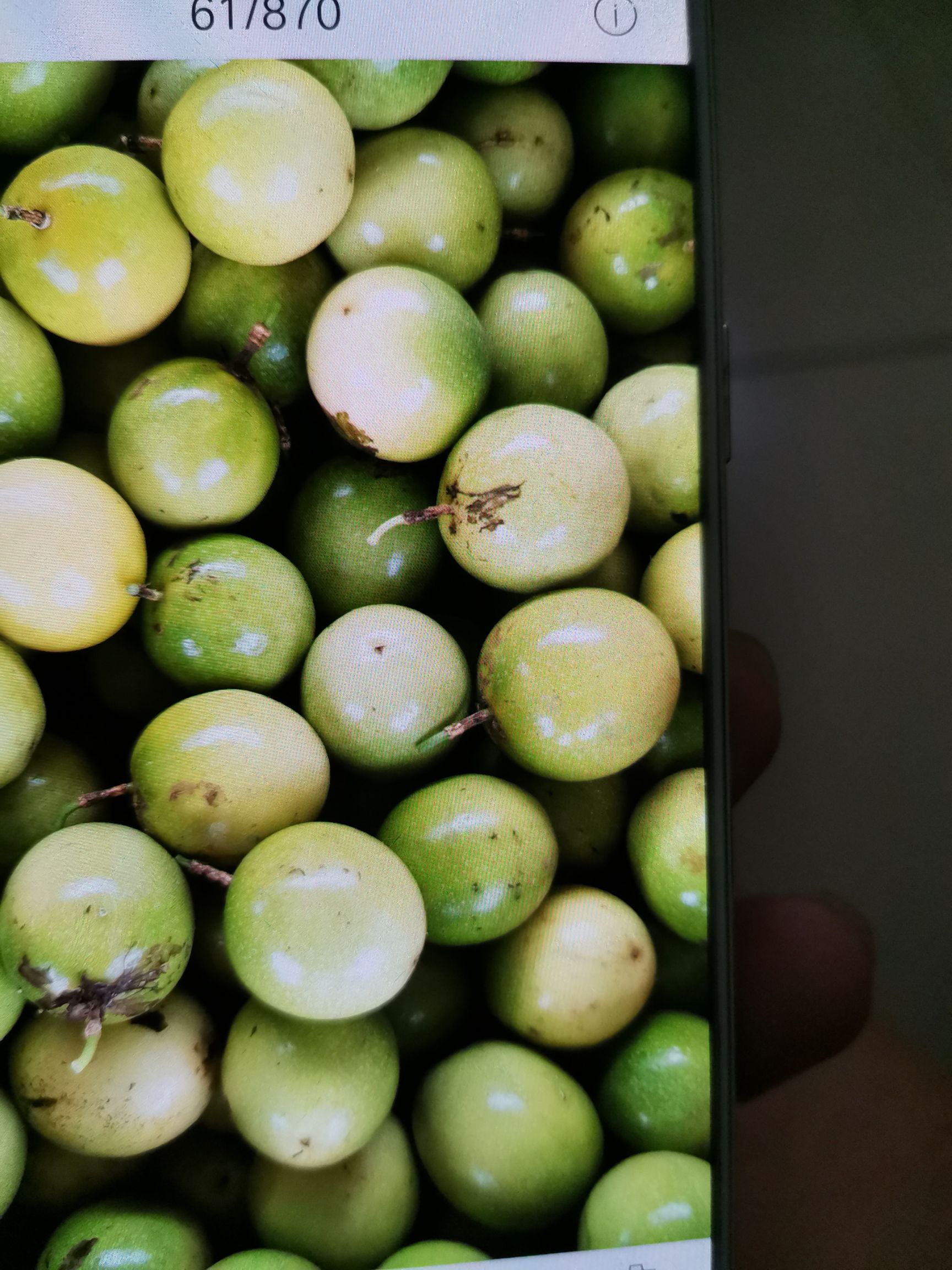  黄金百香果大量上市