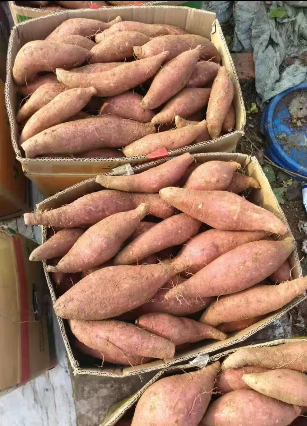 香甜糯  济薯26  红皮黄心    板栗薯