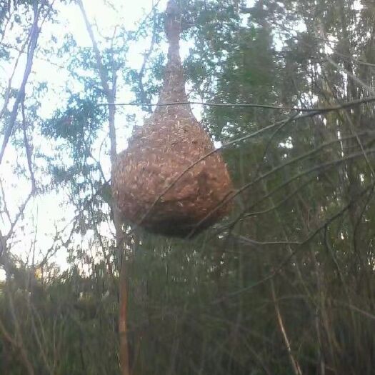 上思县 马蜂  胡蜂，五毛钱一只，蜂蛹都可以协议价钱，需要的可以预留