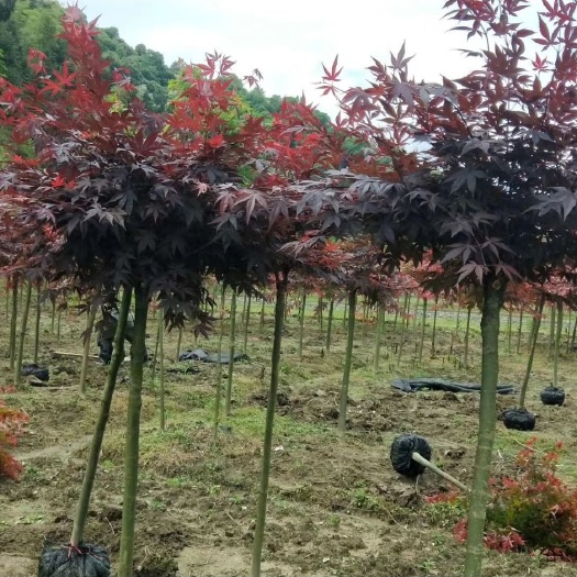 全州县三角枫 4到6公分，需要来私聊我