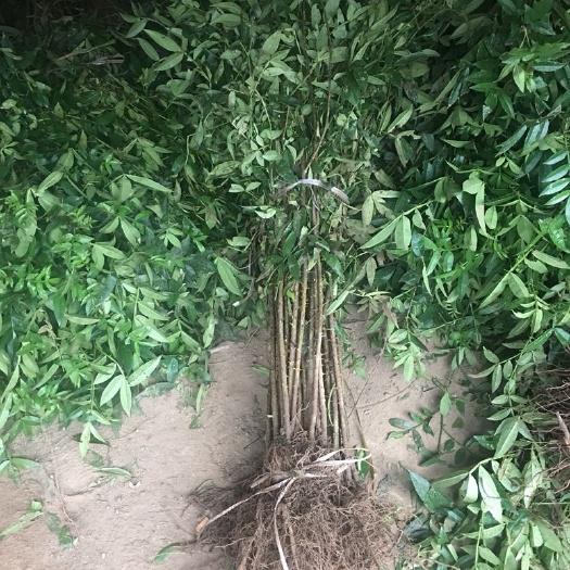 苍溪县九叶青花椒苗  南北方种植无刺花椒苗四川麻椒苗大红袍花椒树苗