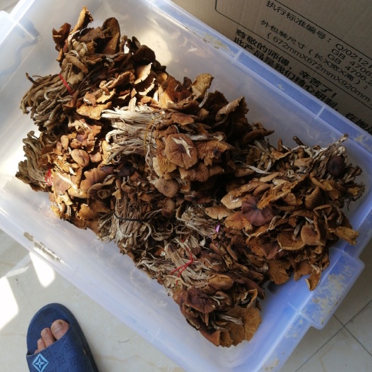 吉水县普通茶树菇 6~8cm 已开伞 干茶树菇