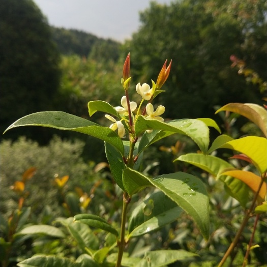 咸宁桂花树，四季桂苗、四季桂球树。园林绿化庭院盆栽一年四季开花！