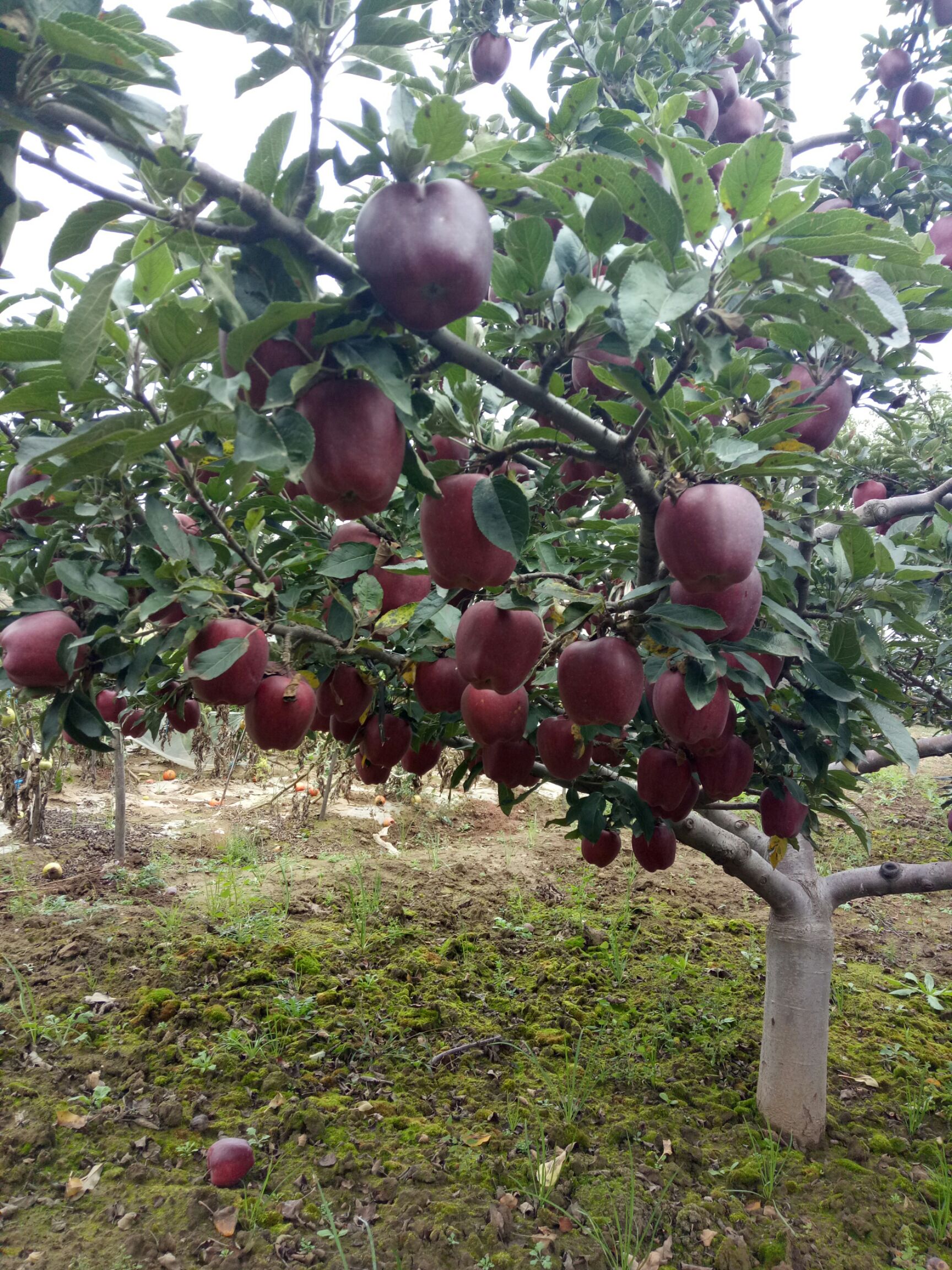 青蛇果 山区蛇果马上下架,如有需要的老板可以前来预定,15吨左右
