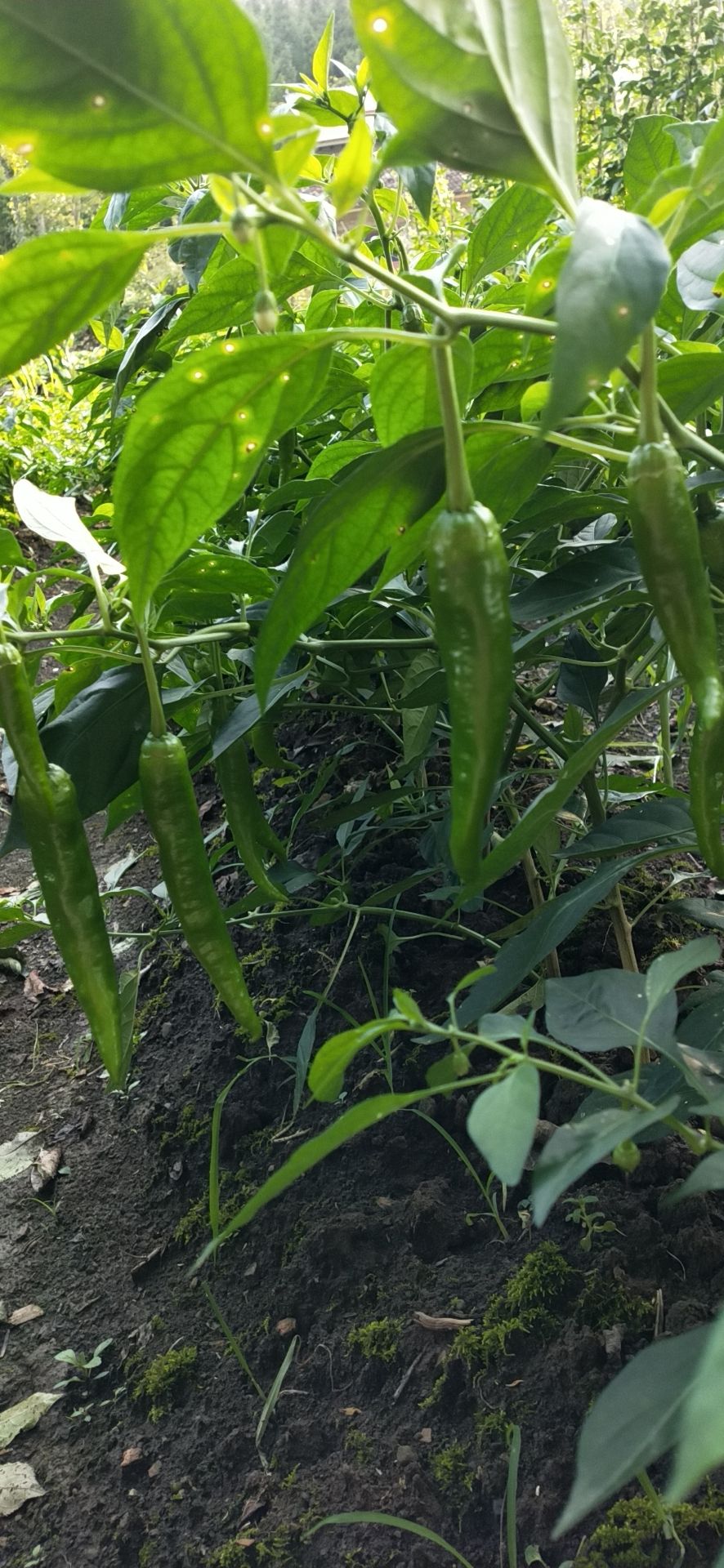  张家界高山辣椒