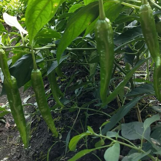 慈利县 张家界高山辣椒