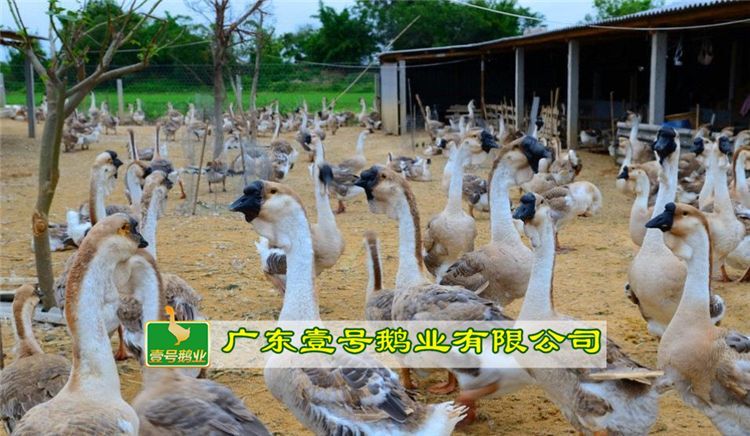 广州 纯种狮头鹅苗