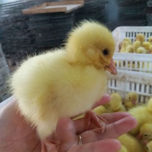 沭阳县白鹅苗 东北鹅