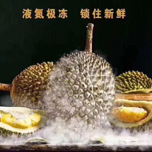 广州 马来西亚猫山王 红虾 黑刺榴莲诚邀全国采购商 经销商合作