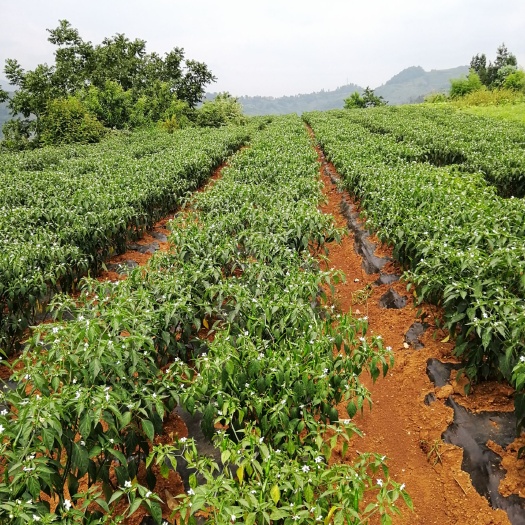 石林县 朝天椒大量出售