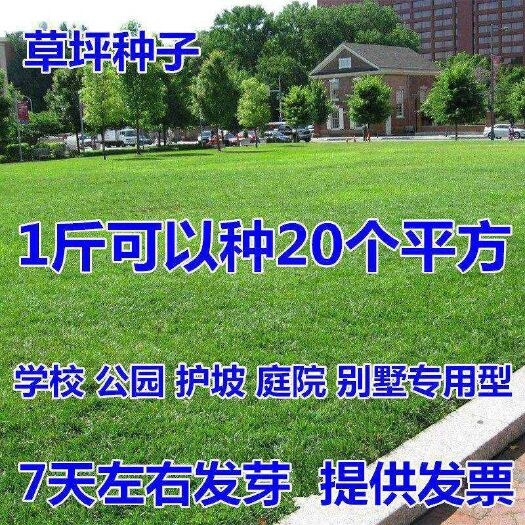 沭阳县 草坪种子四季青种子果岭草狗牙根护坡王种子适合校园操场社区工