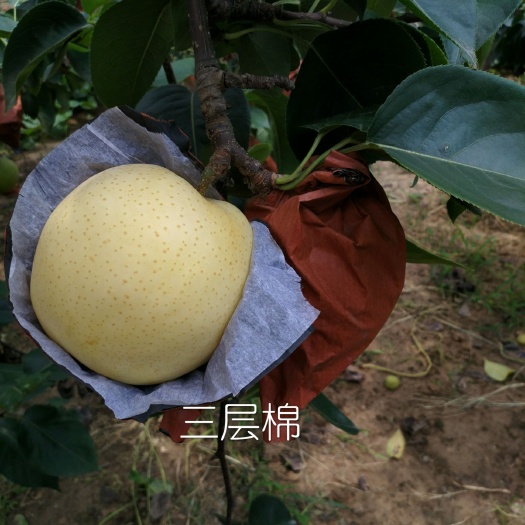 周口丰水梨 70mm以上 350-400g
