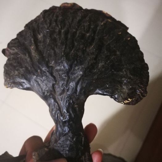 通化县 灵芝   林下灵芝   灵芝