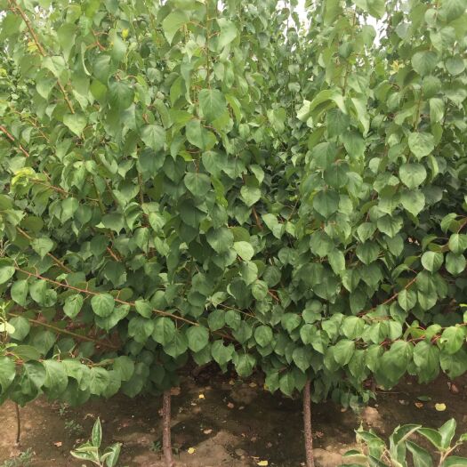 泰安 珍珠油杏嫁接苗批发  珍珠油杏苗种植管理技术咨询 杏树苗价格