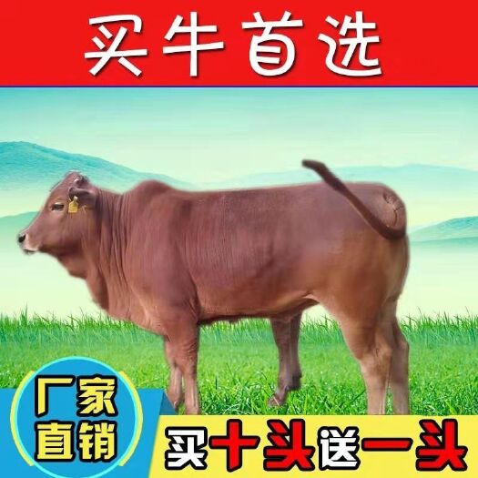 菏泽 鲁西黄牛 买十头送一头