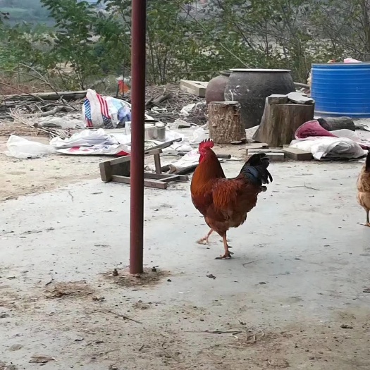 枣阳市 红公鸡苗  土公鸡苗