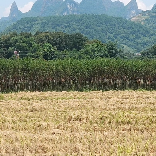 阳朔县小叶冬青 大量累紫微苗5——8公分价格待议