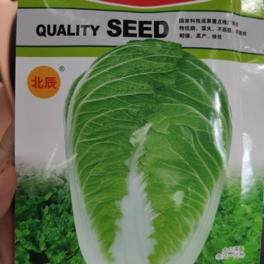 夏邑县早熟大白菜种子 北辰早秋王 特抗病菜大不崩裂不脱邦耐储