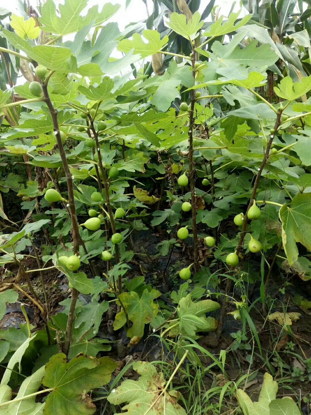 波姬红无花果苗  波姬红无花果树苗量大从优