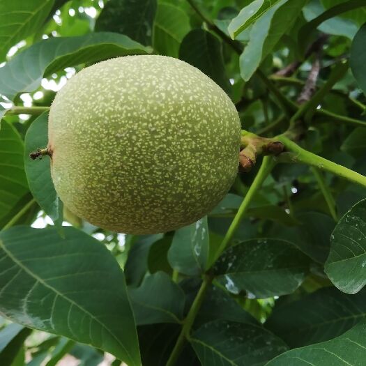 合阳县 新鲜核桃青皮核桃量大从优啊