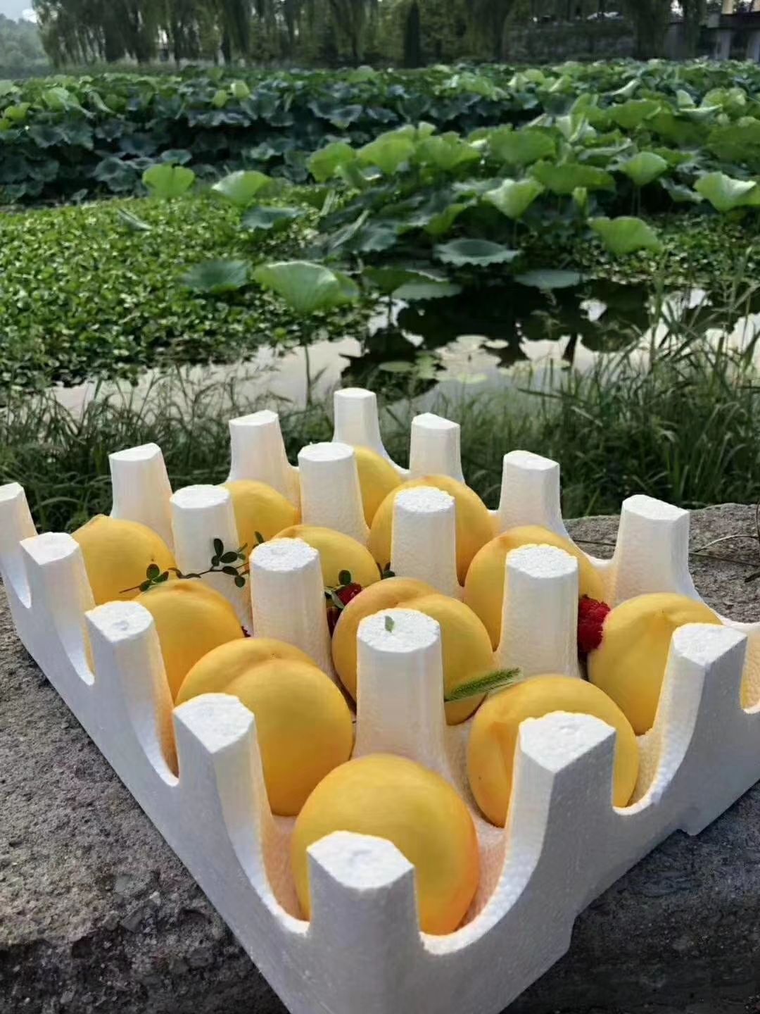 黄菊油黄油桃