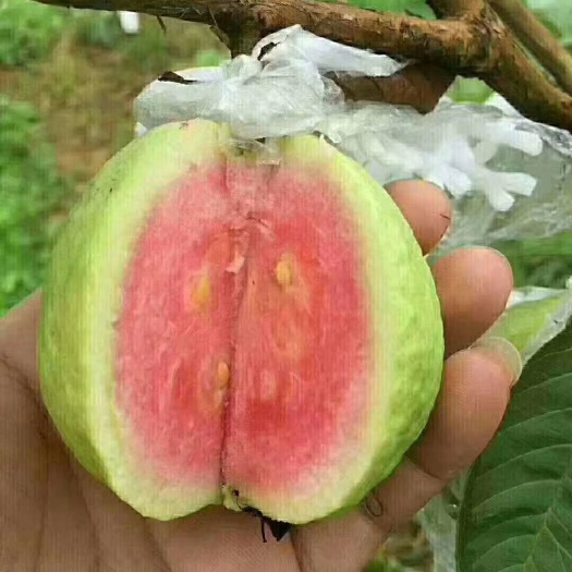 平南县红心芭乐 红石榴