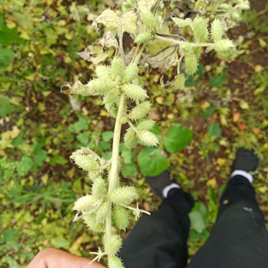 扎鲁特旗 苍耳子