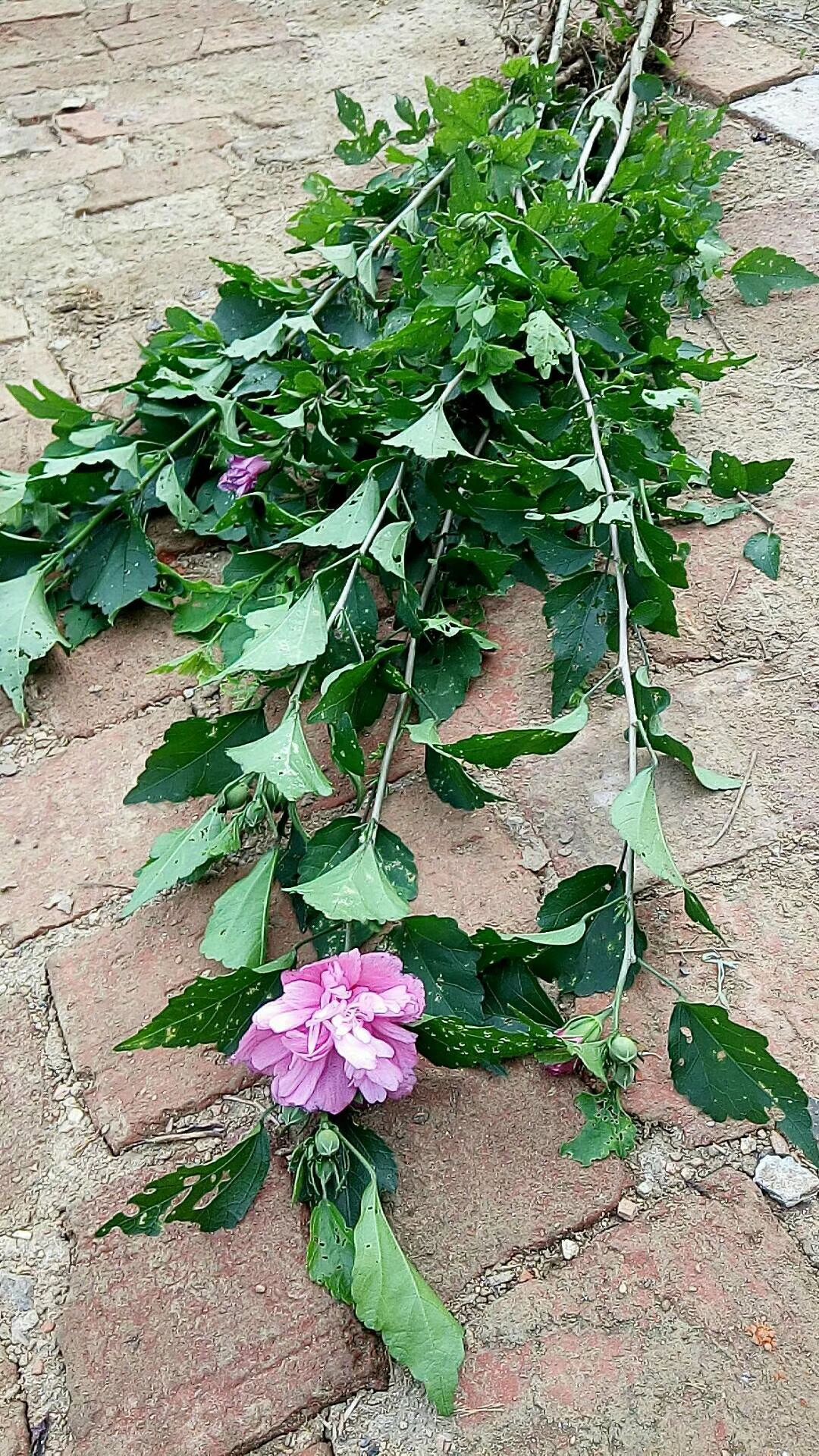 红花木槿