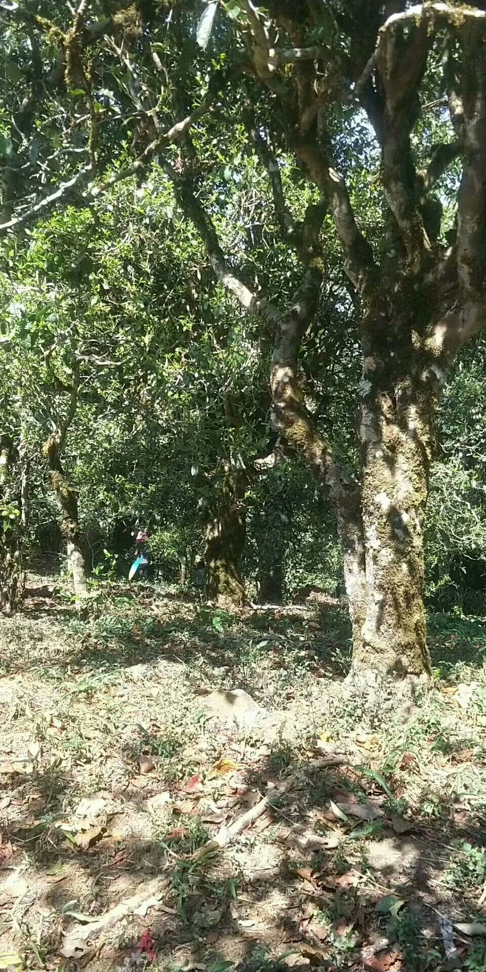  世界茶源，普洱茶都