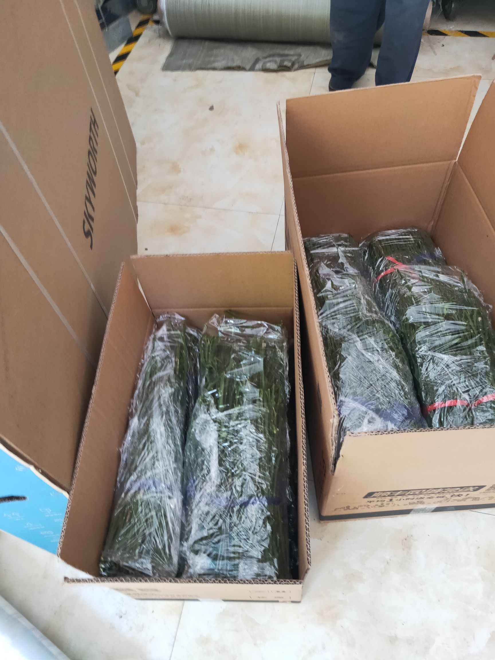 紐荷爾臍橙枝條 紐荷爾枝條保品種純度提供嫁接技術量大提供嫁師傅