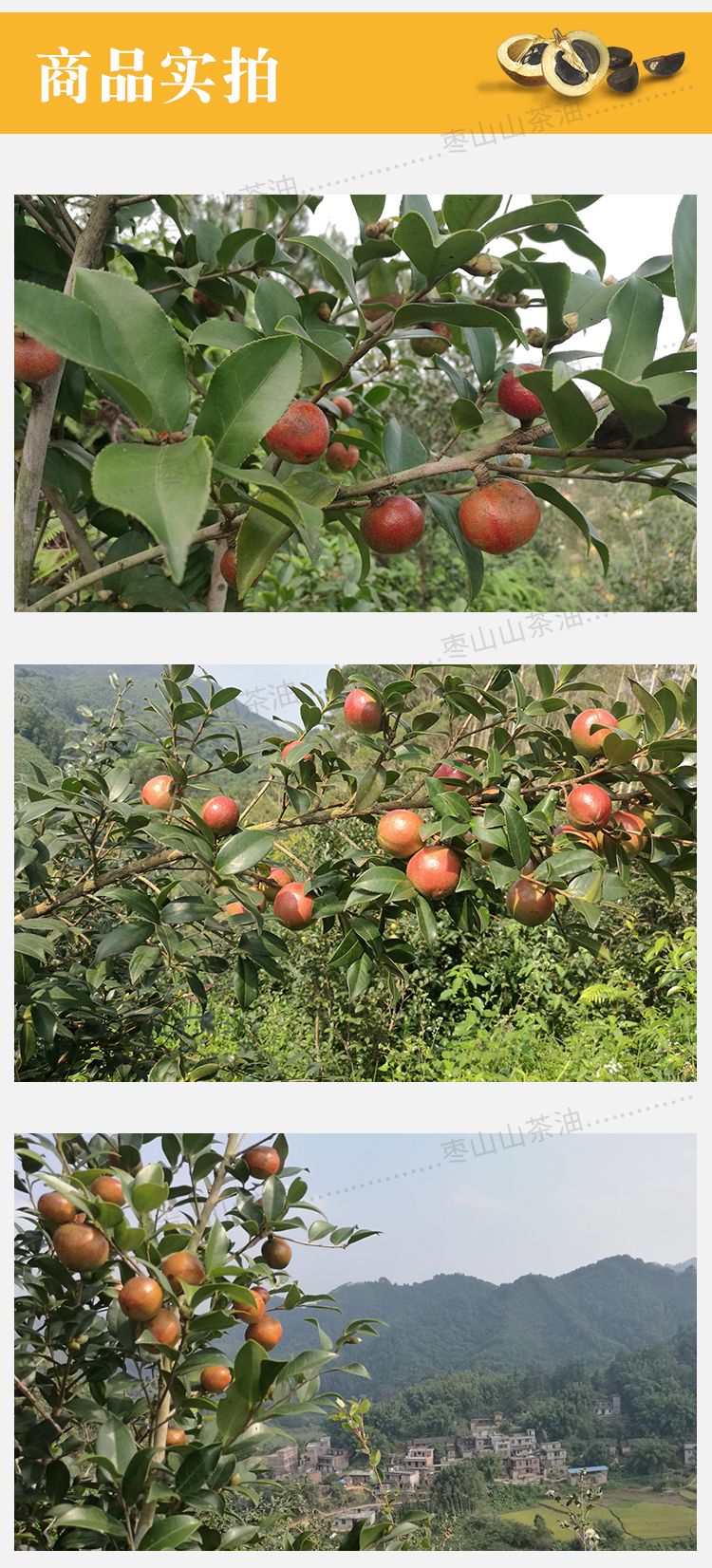 干油茶籽茶籽