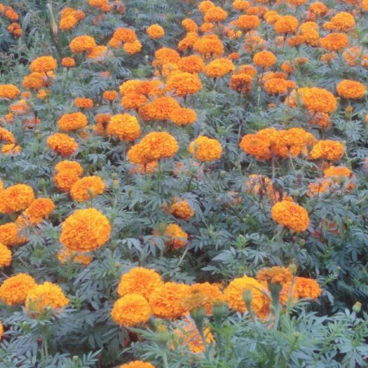 围场县 出售万寿菊鲜花