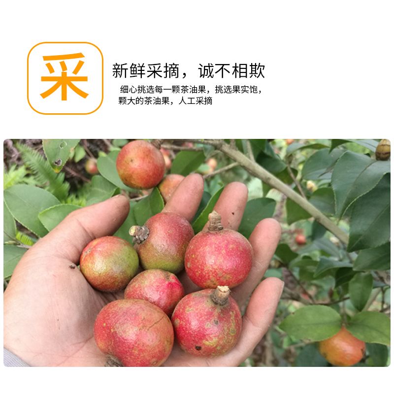 干油茶籽茶籽
