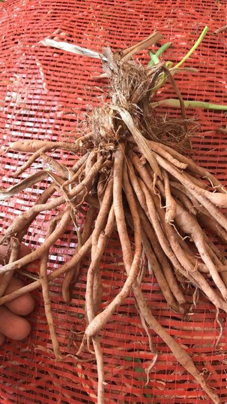 黄花菜苗 黄花菜种苗，黄花菜种苗批发