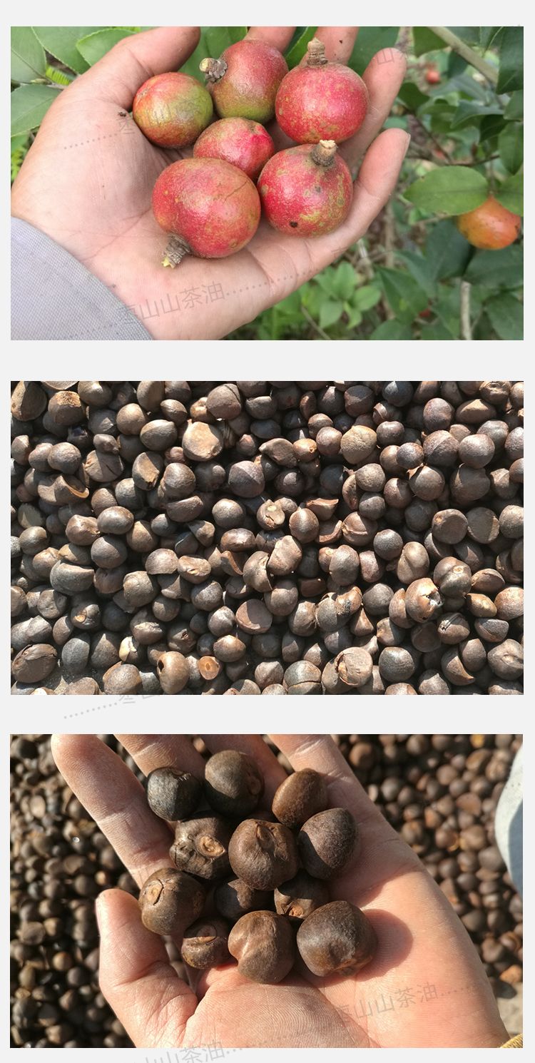 干油茶籽茶籽