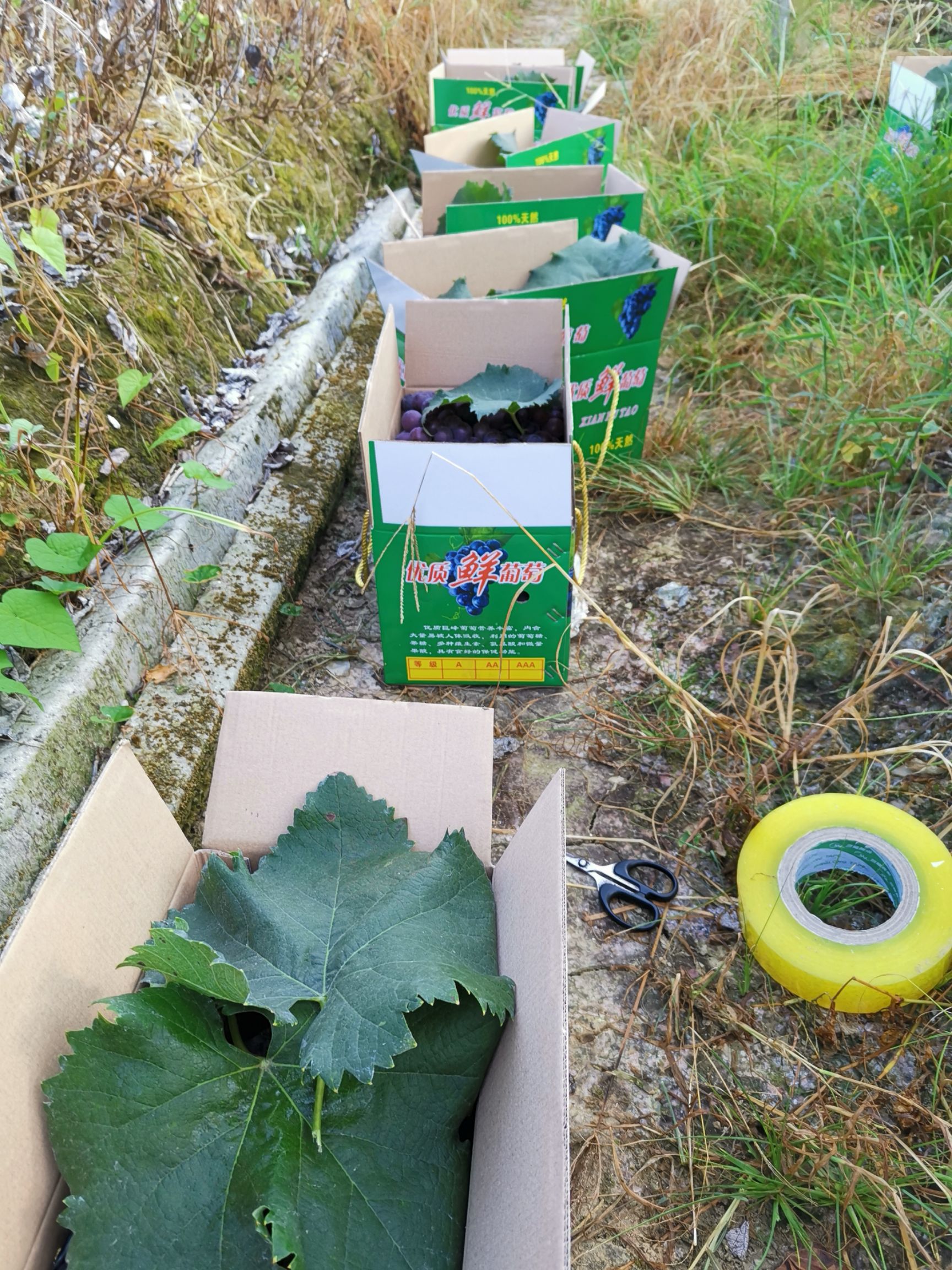 巨峰葡萄（自然果）自然坐果，没彭大处理，自然成熟，口感纯