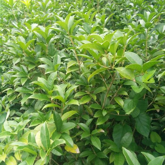 如皋市 桂花，八月桂