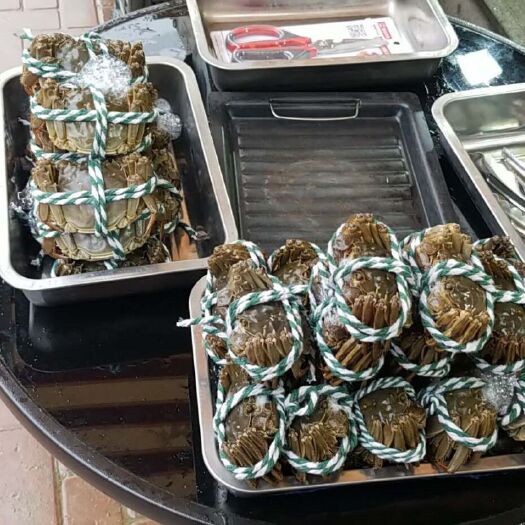 南京大闸蟹  母蟹