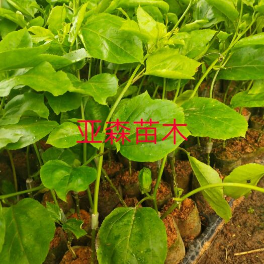 黄金百香果苗 芭乐味黄金百香果嫁接苗、正宗纯甜高产品种，果肉香甜，美味可口